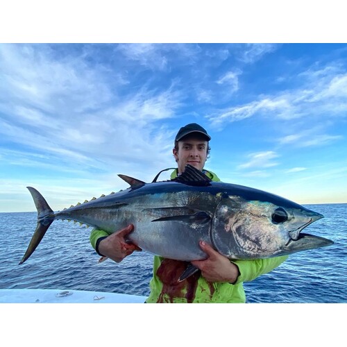 Trolling Lures for Tuna, Harbodies and Skirts. (Rigged)